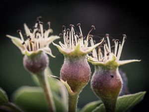 Preview wallpaper flower, bud, spines, three