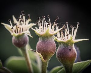 Preview wallpaper flower, bud, spines, three