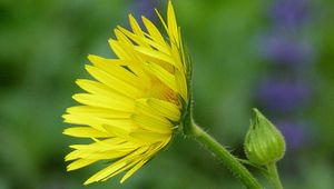 Preview wallpaper flower, bud, stem, green, close-up