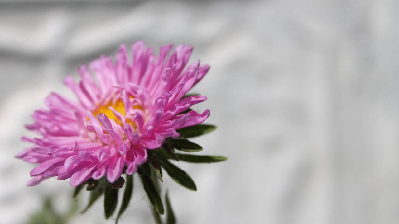 Wallpaper flower, bud, stem