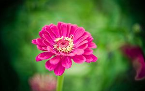 Preview wallpaper flower, bud, stem