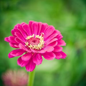 Preview wallpaper flower, bud, stem