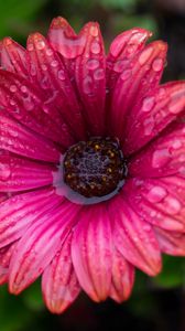 Preview wallpaper flower, bud, water, drops, petals