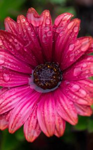 Preview wallpaper flower, bud, water, drops, petals