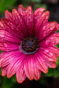 Preview wallpaper flower, bud, water, drops, petals