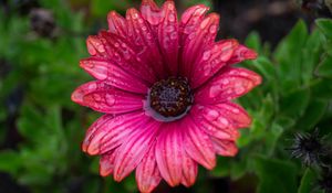 Preview wallpaper flower, bud, water, drops, petals