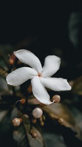 Preview wallpaper flower, bud, white