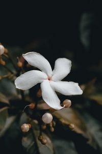Preview wallpaper flower, bud, white