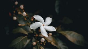 Preview wallpaper flower, bud, white