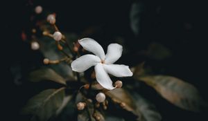 Preview wallpaper flower, bud, white