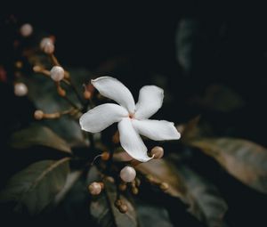 Preview wallpaper flower, bud, white