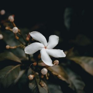 Preview wallpaper flower, bud, white