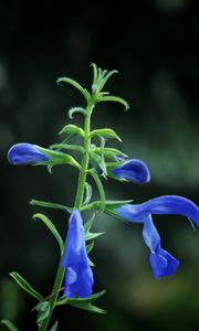 Preview wallpaper flower, buds, blue, dark background