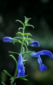 Preview wallpaper flower, buds, blue, dark background
