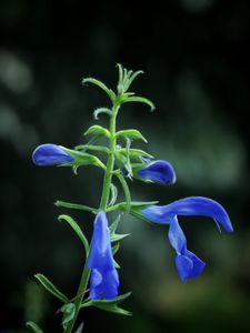 Preview wallpaper flower, buds, blue, dark background