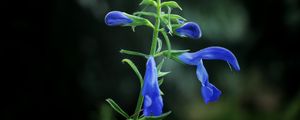 Preview wallpaper flower, buds, blue, dark background