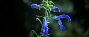 Preview wallpaper flower, buds, blue, dark background