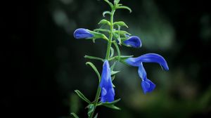 Preview wallpaper flower, buds, blue, dark background