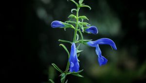 Preview wallpaper flower, buds, blue, dark background