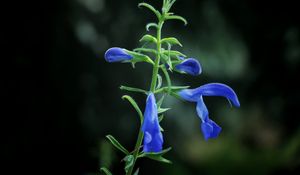 Preview wallpaper flower, buds, blue, dark background