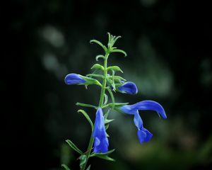 Preview wallpaper flower, buds, blue, dark background