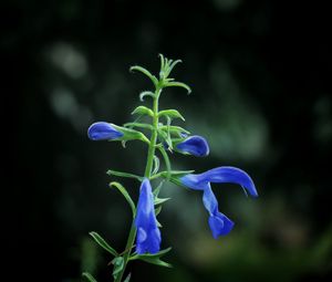 Preview wallpaper flower, buds, blue, dark background