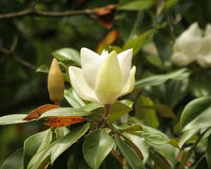 Preview wallpaper flower, buds, bush, twig, leaf