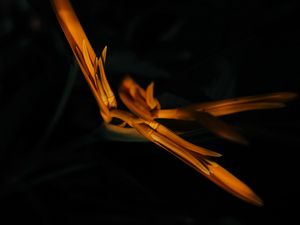 Preview wallpaper flower, buds, macro, yellow, dark