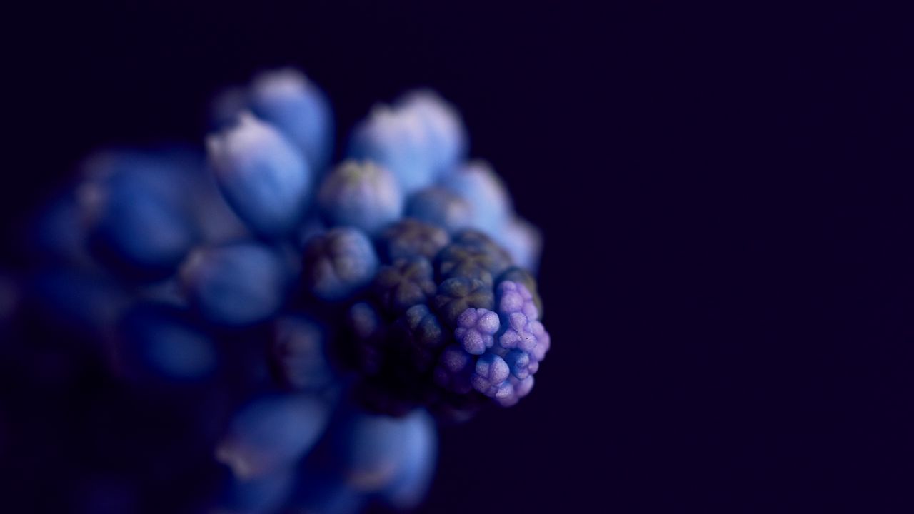 Wallpaper flower, buds, macro, blur, blue