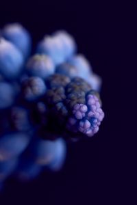 Preview wallpaper flower, buds, macro, blur, blue