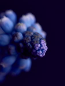 Preview wallpaper flower, buds, macro, blur, blue