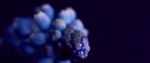 Preview wallpaper flower, buds, macro, blur, blue