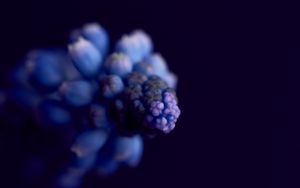 Preview wallpaper flower, buds, macro, blur, blue