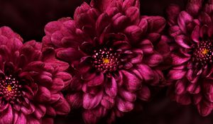 Preview wallpaper flower, buds, petals, dark