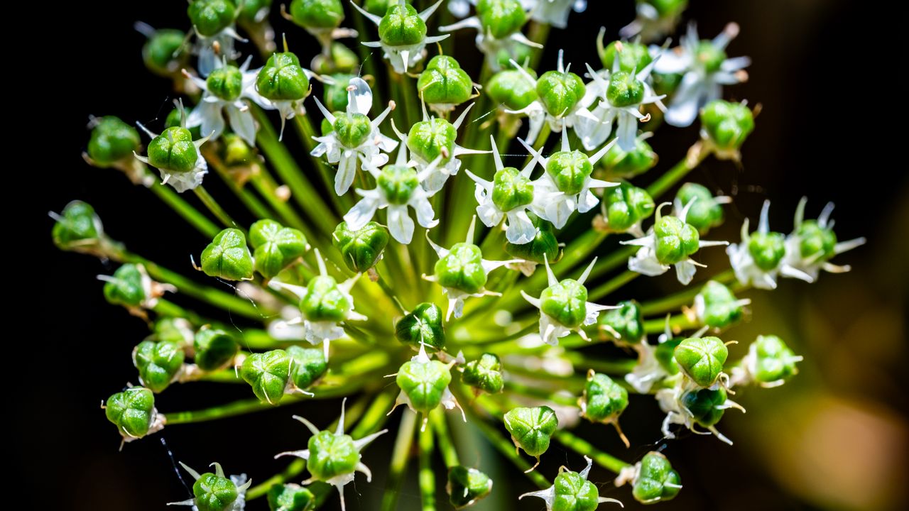 Wallpaper flower, buds, plant, macro, petals