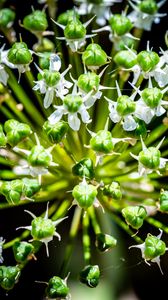 Preview wallpaper flower, buds, plant, macro, petals