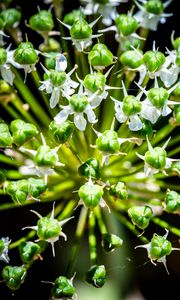 Preview wallpaper flower, buds, plant, macro, petals