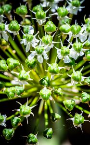 Preview wallpaper flower, buds, plant, macro, petals