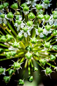 Preview wallpaper flower, buds, plant, macro, petals