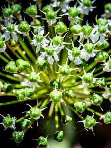 Preview wallpaper flower, buds, plant, macro, petals