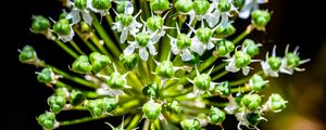 Preview wallpaper flower, buds, plant, macro, petals