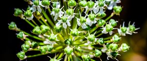Preview wallpaper flower, buds, plant, macro, petals
