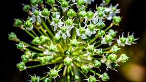 Preview wallpaper flower, buds, plant, macro, petals