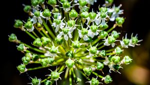 Preview wallpaper flower, buds, plant, macro, petals