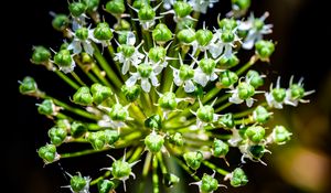 Preview wallpaper flower, buds, plant, macro, petals