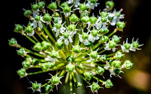 Preview wallpaper flower, buds, plant, macro, petals