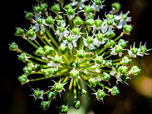 Preview wallpaper flower, buds, plant, macro, petals