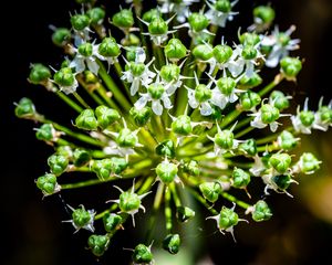 Preview wallpaper flower, buds, plant, macro, petals