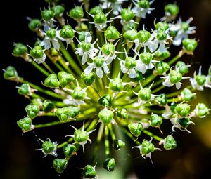 Preview wallpaper flower, buds, plant, macro, petals