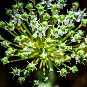 Preview wallpaper flower, buds, plant, macro, petals